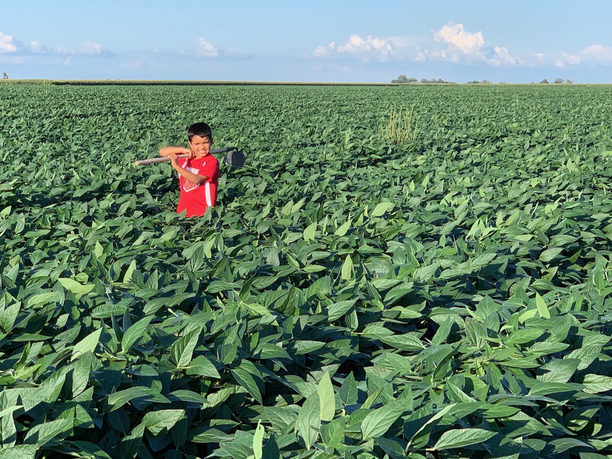 Ron_Elo_Haase's tweet photo. #DeathToWaterhemp
#WalkingBeans
#GoBrunoGo
#HaaseBoys
#soybeans #plant19
@BetsyJibben https://t.co/VQvxUbb1Ex