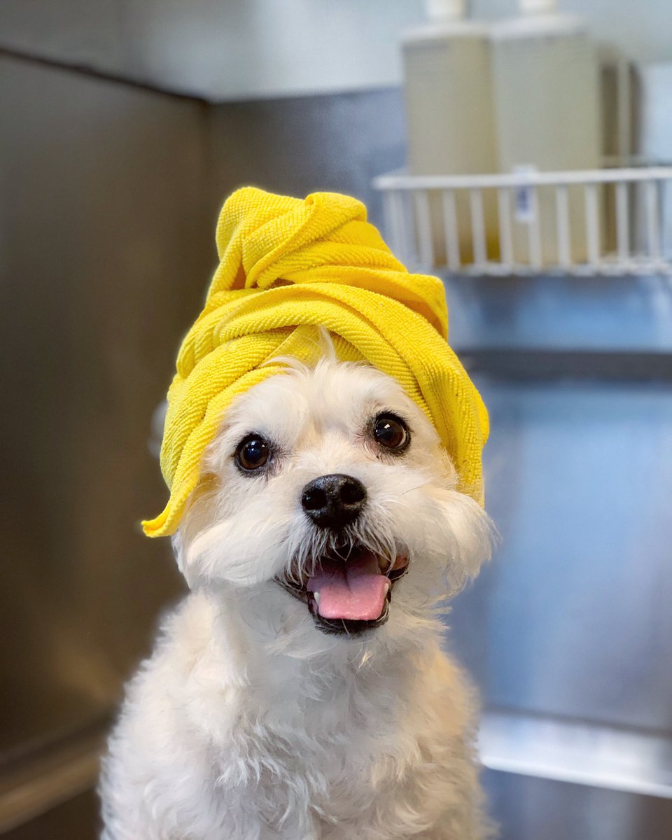 Kaxan_KXAN's tweet photo. So fresh, so clean, and ready for @KXAN_News at 6pm. Ooh watch me watch me! #ClearTheShelters #Fans4Paws #Austin https://t.co/APDEas9BPs