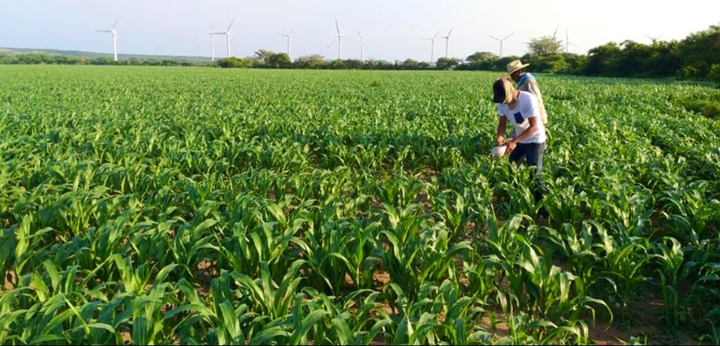 SEFADER_GobOax's tweet photo. En #Istmo, el Depto. de Salud Animal de la #SEDAPA a través del #CESVO Oaxaca impartió una capacitación sobre el control biológico de plagas en #sorgo y se entregaron a productores, insectos benéficos (crisopas) para su liberación, generando un control sobre el pulgón amarillo. https://t.co/yxe8BVOlN9