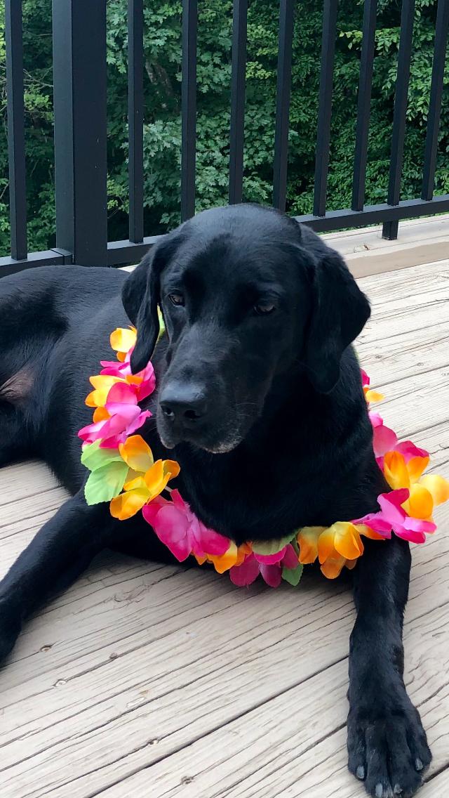 lunaclover5's tweet photo. Aloha, bitches. https://t.co/XrssvJKXTh