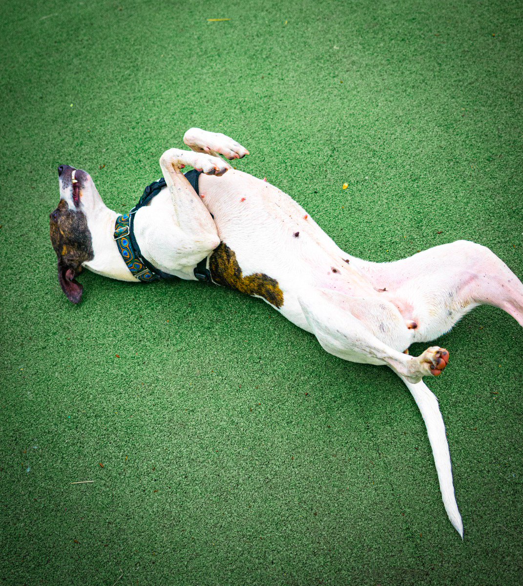 Worcestershire Animal Rescue Shelter tweet media