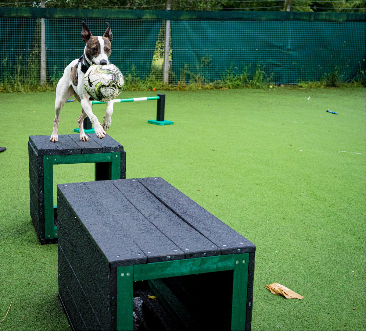 Worcestershire Animal Rescue Shelter tweet media