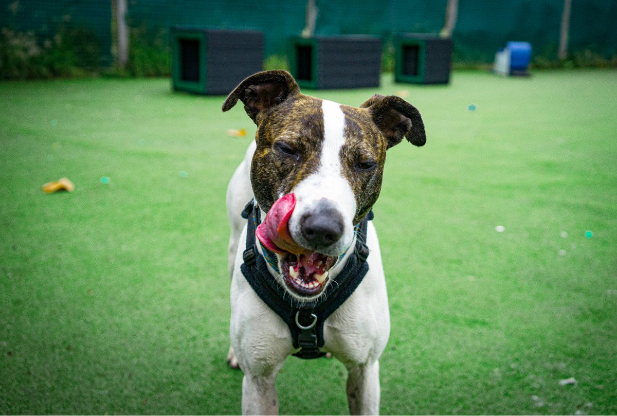 Worcestershire Animal Rescue Shelter tweet media