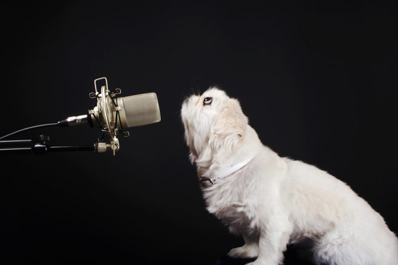 GamificationNat's tweet photo. "Does the future of gamification include sound?" https://t.co/FN2dCmaHcp #Workplacegamification #Gamificationdesign #Gamification #Voiceactivation https://t.co/BPMC1GvKt1