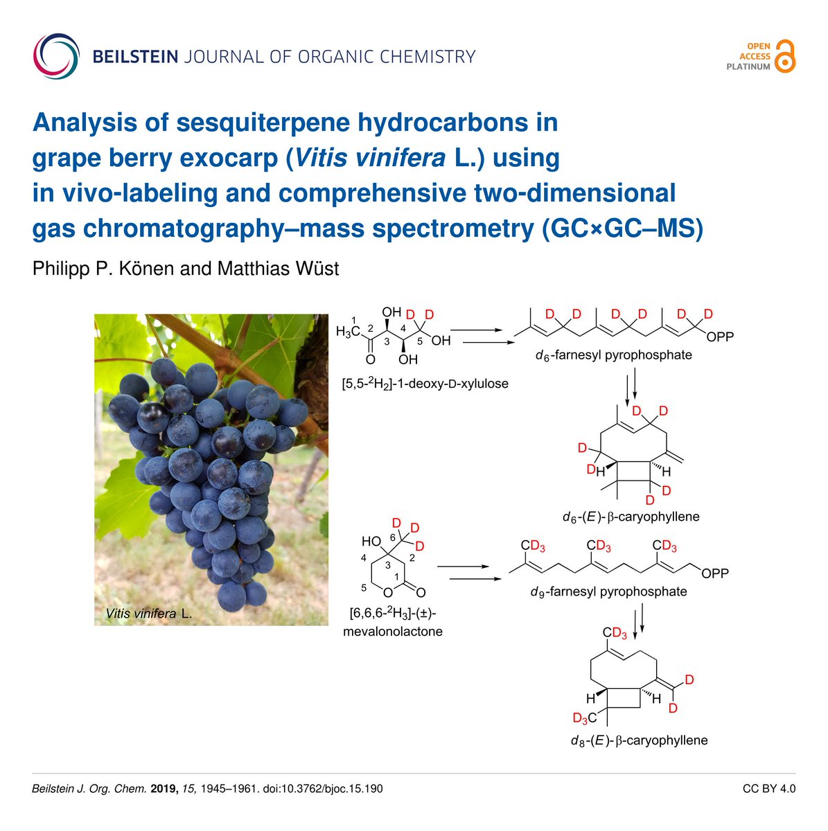 We describe an in vivo-labeling approach to unequivocally identify structurally complex #Sesquiterpenes in grape berry exocarp (Vitis vinifera L.) using #GCxGC.

doi:10.3762/bjoc.15.190

100% #OpenAccess Full Research Paper in the #BJOC, thematic issue #Terpenes