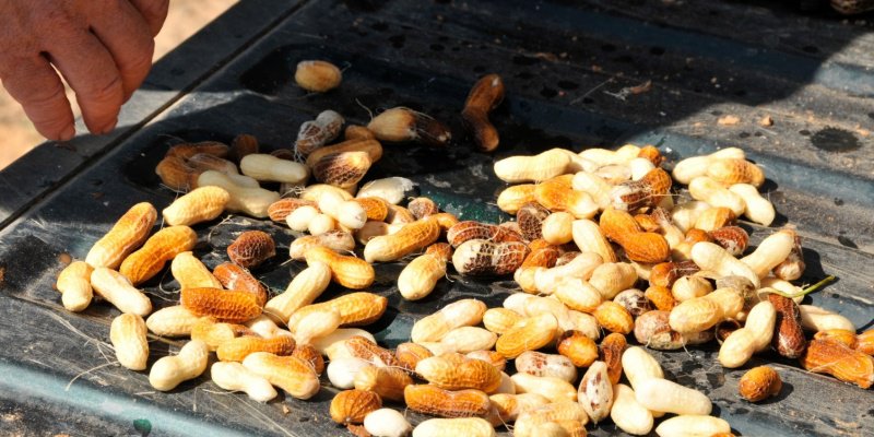 CUESNews's tweet photo. Clemson sets 2019 Peanut Field Day for Sept. 5 in Blackville https://t.co/uuwa0rqPLS https://t.co/OKWUAkA2MT