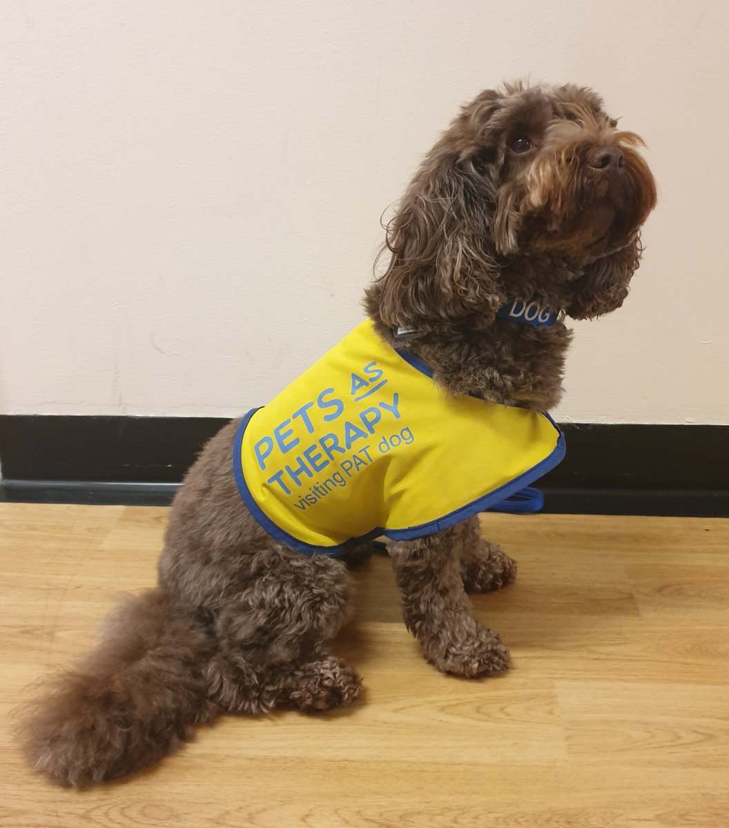 Sister_Nic's tweet image. Staff and patients love it when Iska comes to visit @LancsHospPaeds #petsastherapy #patdog