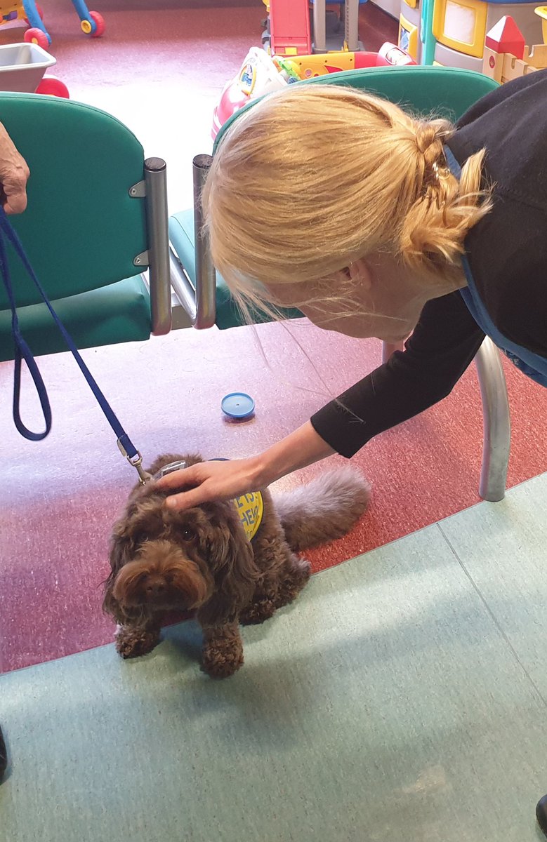 Sister_Nic's tweet image. Staff and patients love it when Iska comes to visit @LancsHospPaeds #petsastherapy #patdog