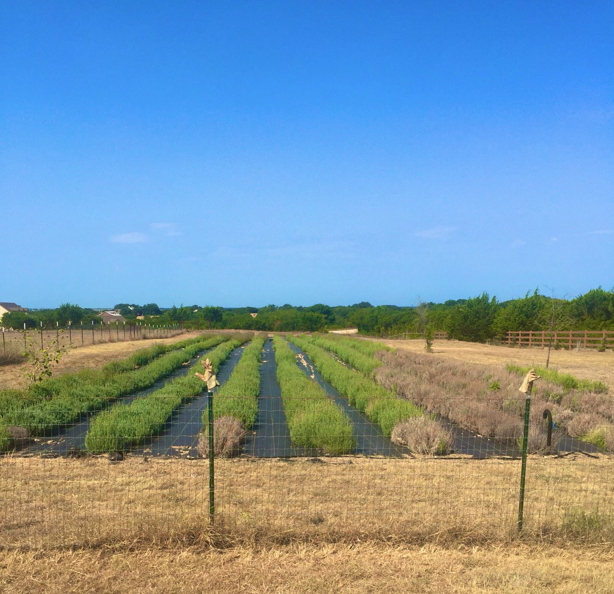 sarahshipp91's tweet image. Lonestar Lavender Farm is the COOLEST. We must have looked wild rolling up in a big yellow bus with all our hawaiin gear on 😂 #csmsfamily #csisd #ourWHY