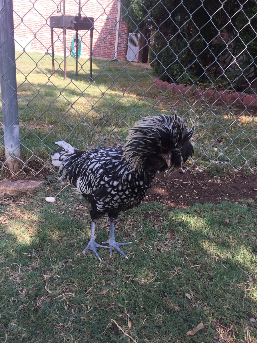 sarahshipp91's tweet image. Lonestar Lavender Farm is the COOLEST. We must have looked wild rolling up in a big yellow bus with all our hawaiin gear on 😂 #csmsfamily #csisd #ourWHY