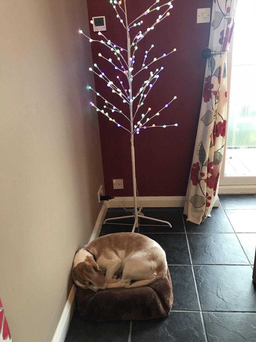 SarahGrout's tweet photo. ...however Martha likes to copy Coco and use Coco’s beds and #belikeCoco like these a few weeks ago #Malverhillshour until today’s misdemeanour... to follow... https://t.co/eCP0jDIX8k