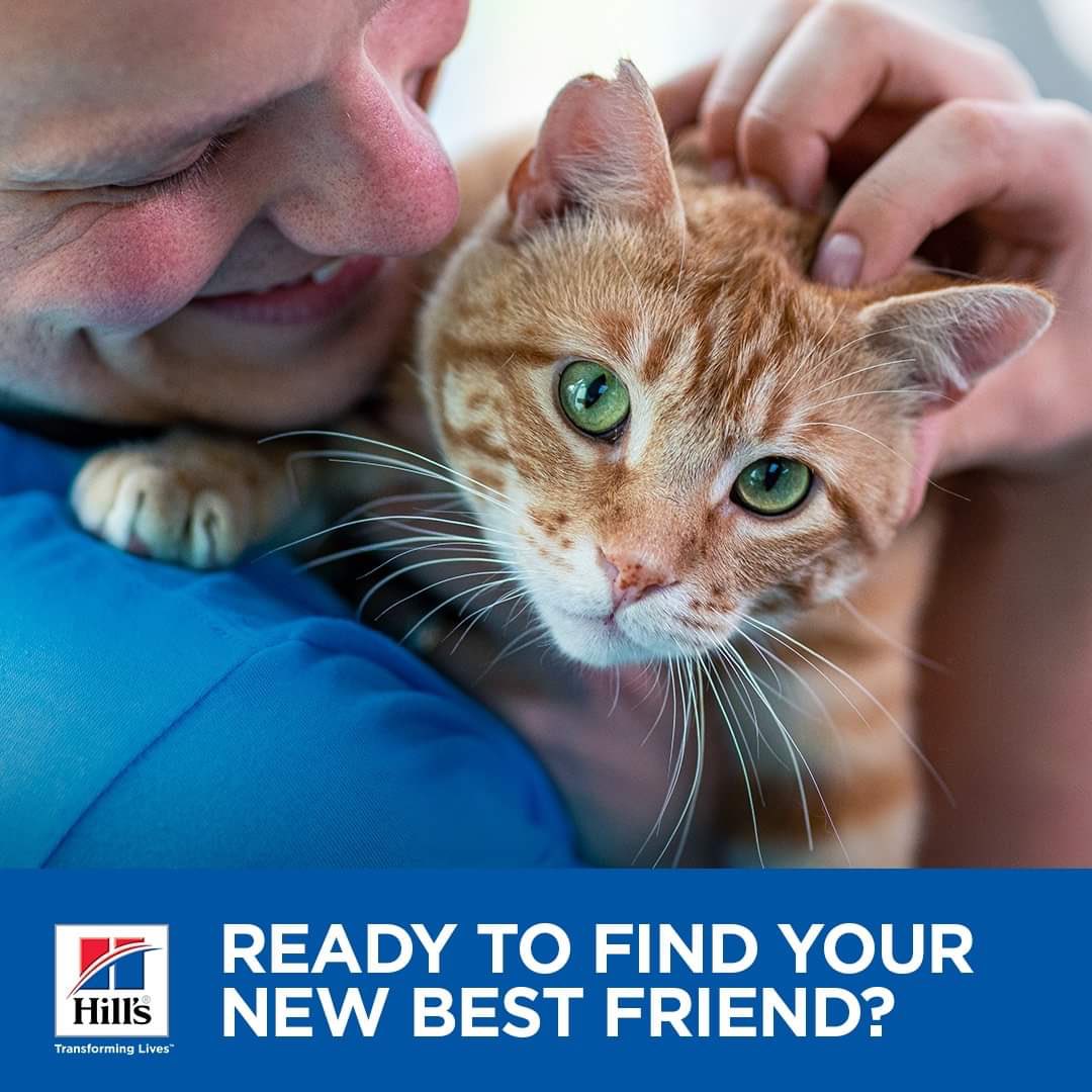 Good Mews tweet media