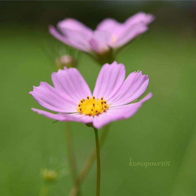 コスモス🌸

#kings_macro #macroandflora #macro_brilliance #tv_flowers #tv_depthoffield #9vga_macro9 #splendid_flowers #bokeh_kings #__magic_dreams__ #bokeh_and_blur #bokehlights #bokehphotofan #bokehlove #bokehaddicts #bokeh_bliss #pearlsofbokeh #macr… ift.tt/2H8Rf3b