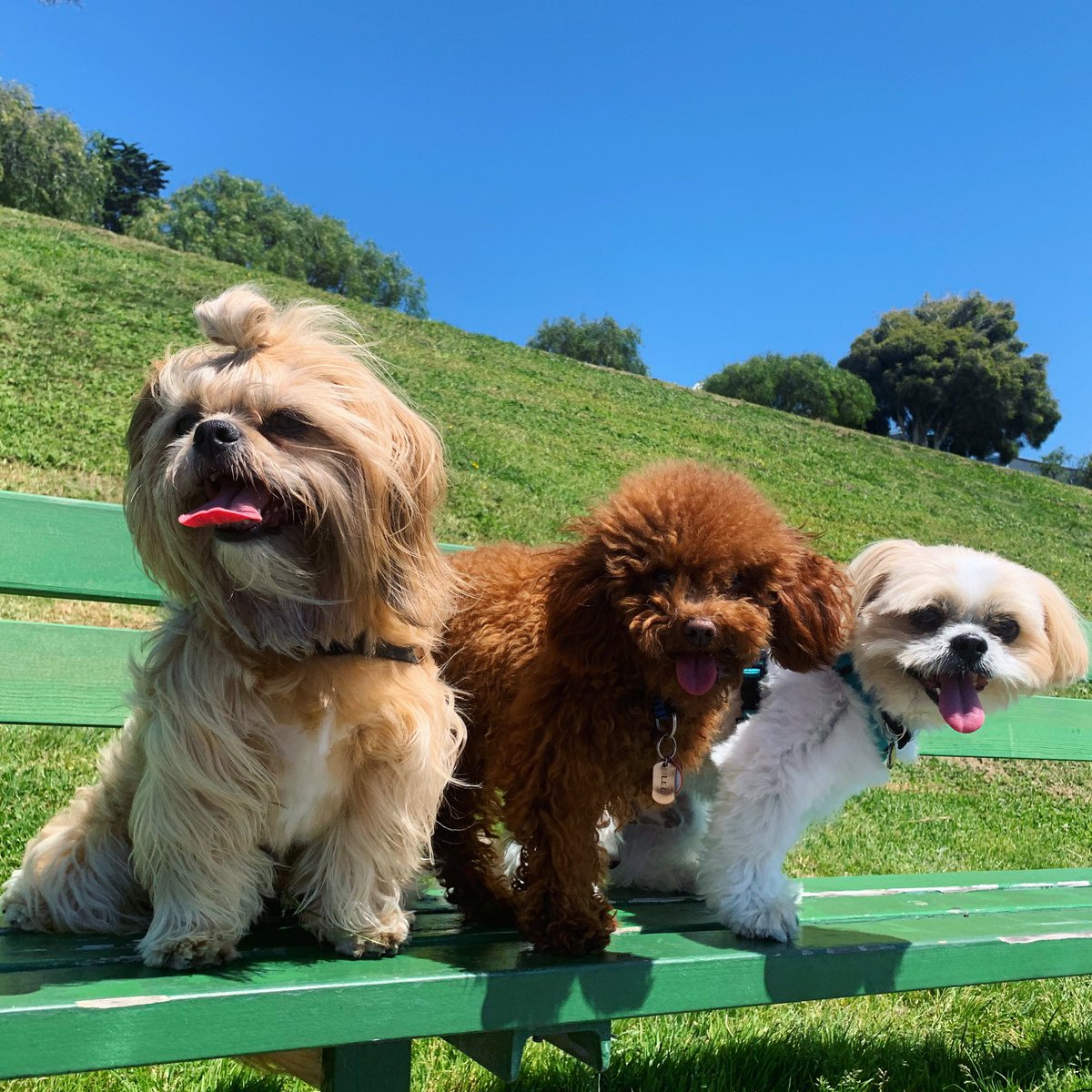 BlueMonsieur's tweet photo. Oh Hi, Hii, Hiiiiii! 
Is this a Shih Tzu sandwich?! 🥪
#squad #ShihTzu #Poodle https://t.co/4L7iIwfAiv