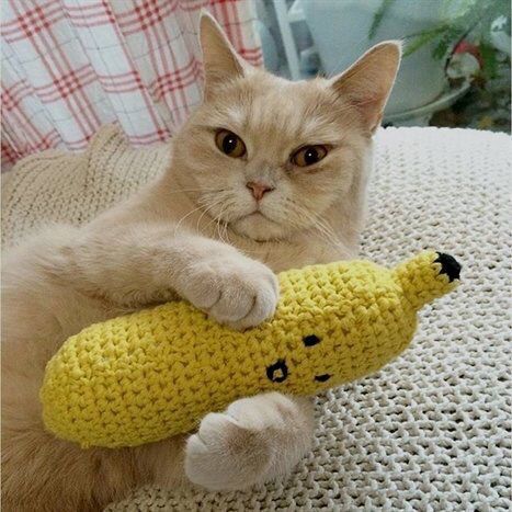 Cats Bible 🐱 tweet media