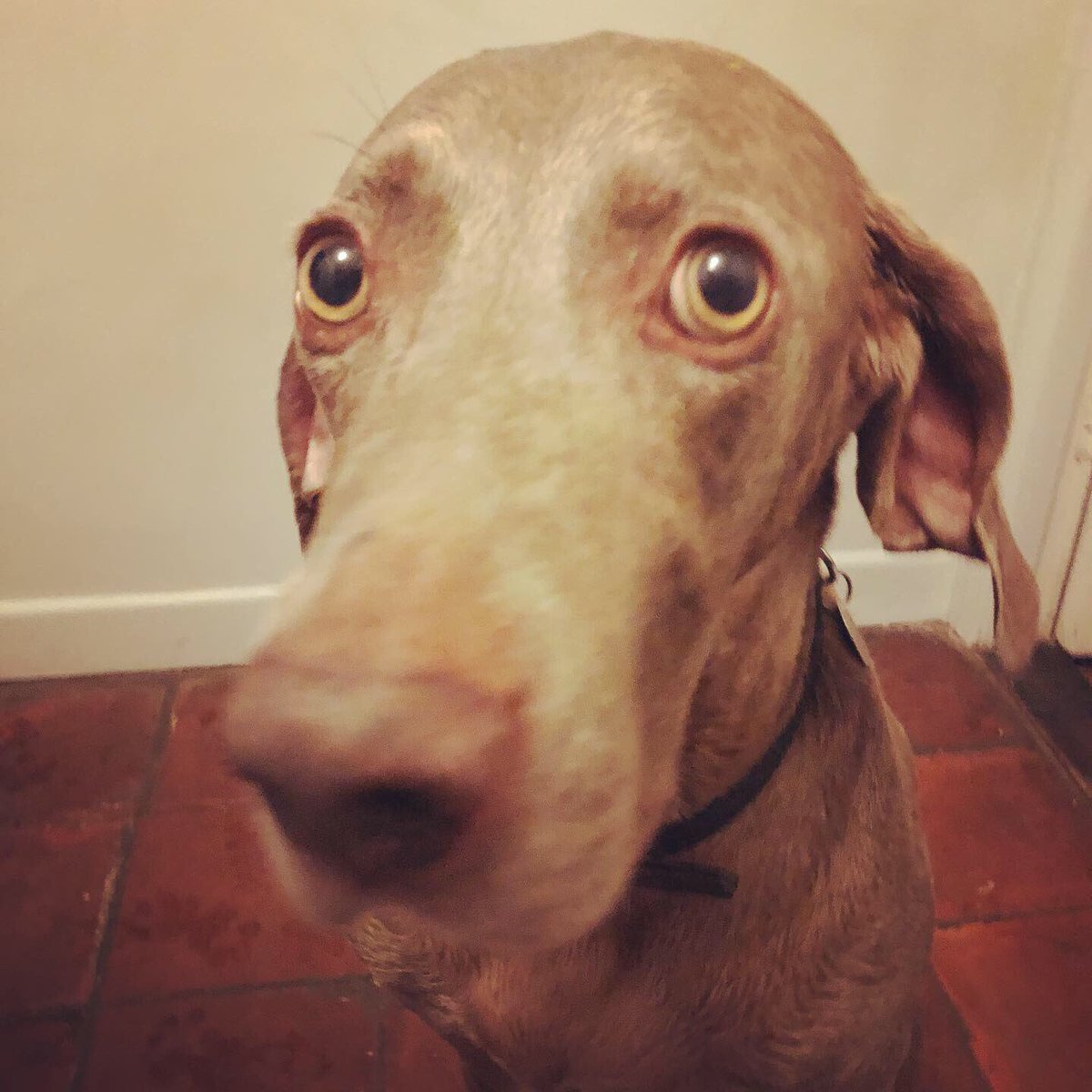 My boy. Beautiful soggy Blue 🐾🐾