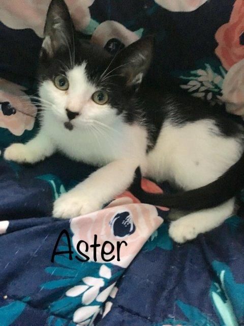 Stray Haven tweet media