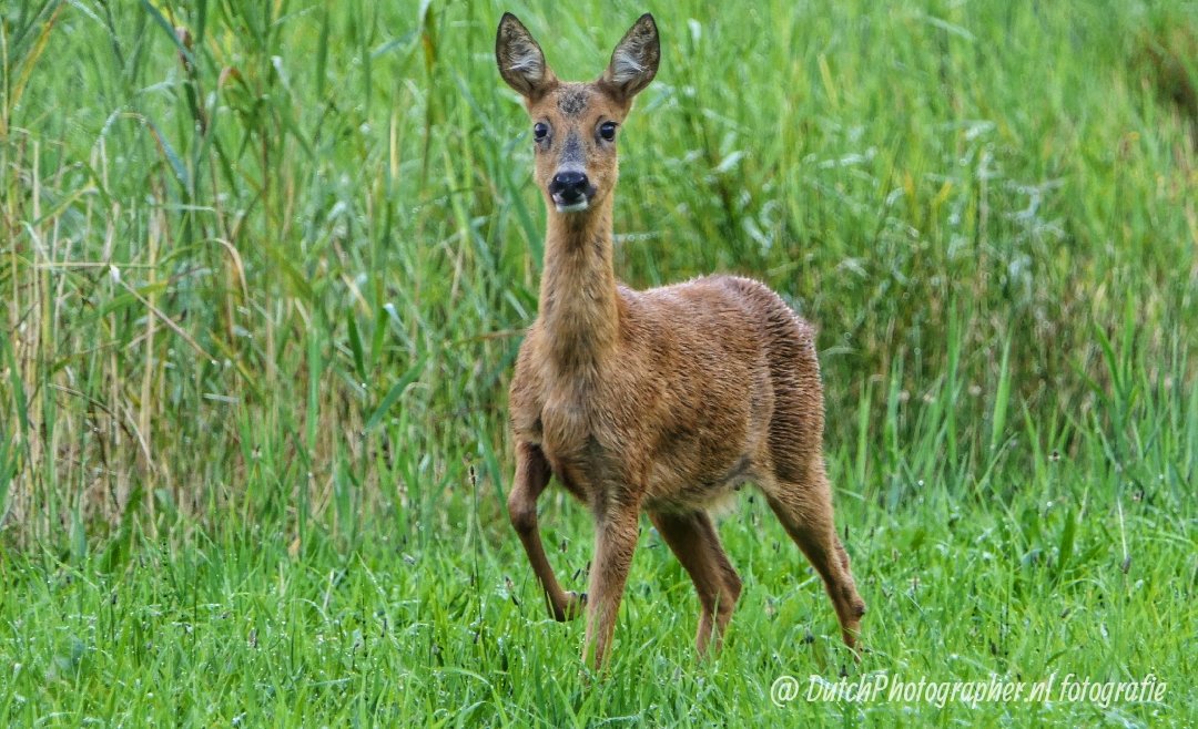 Dutchphotograp's tweet photo. De reegeit was nieuwsgierig.. #reegeit #natuur #nature #dutchnature #dutchphotographer #roedeer https://t.co/YBbY1pJ1T4