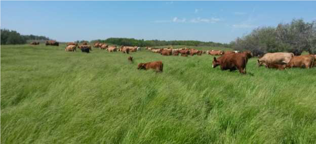 CanCattle's tweet photo. Manitoba's #TESA2019 nominee is Cameron & Lisa Hodgins, Hodgins Farm: "When our herds are managed correctly, they benefit the landscape and the mammals, birds and insects in the environment @Min_Squires @Eichler4MLA @mclaudebibeau @cathmckenna #sustainablebeef #CDNBeefConf https://t.co/HbBbfugkyl