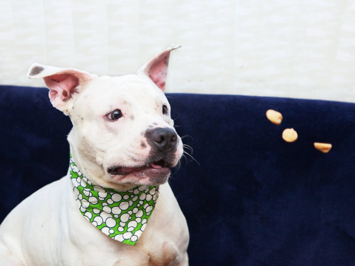 Friends of Lucas County Dogs tweet media