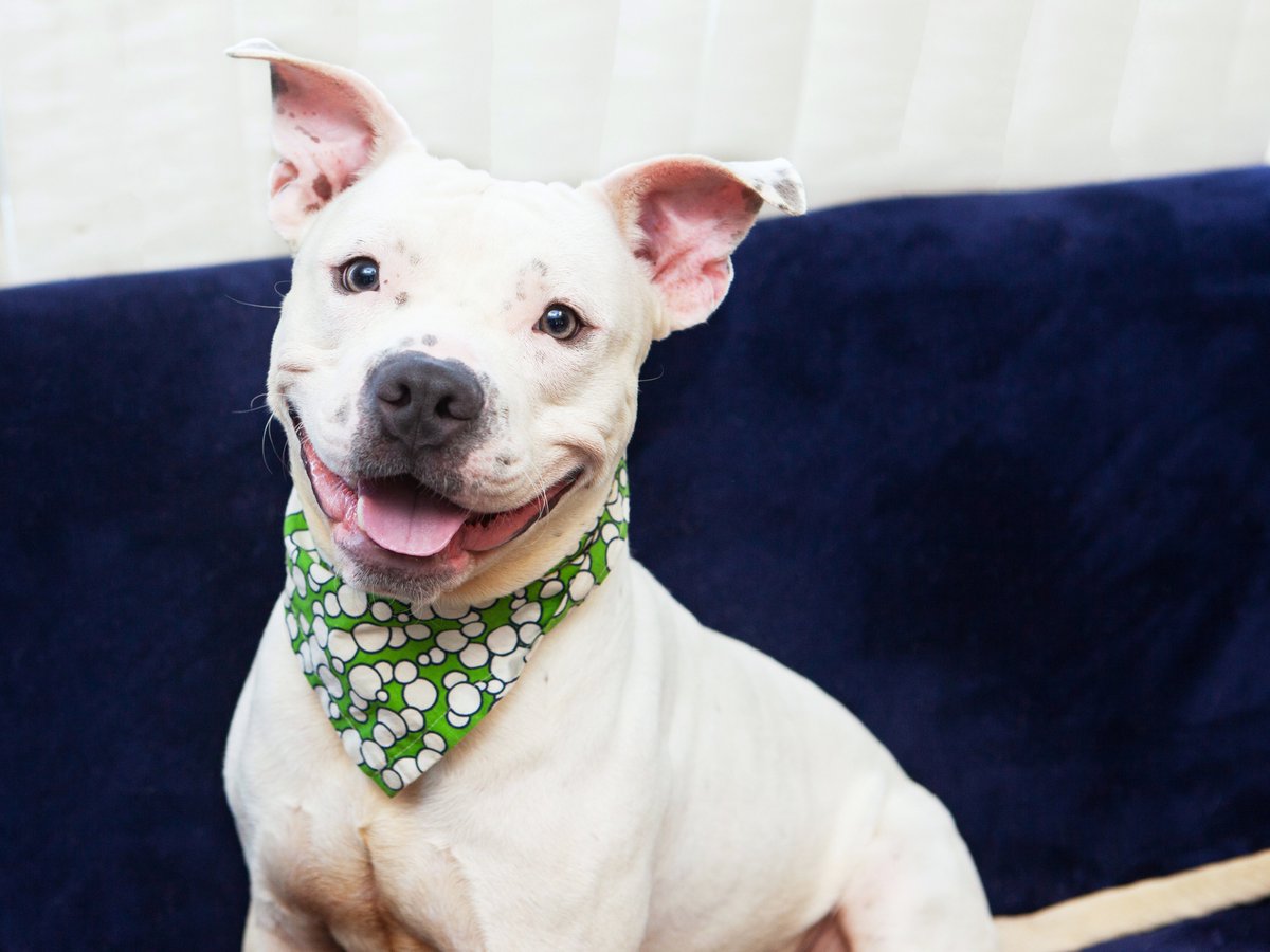 Friends of Lucas County Dogs tweet media