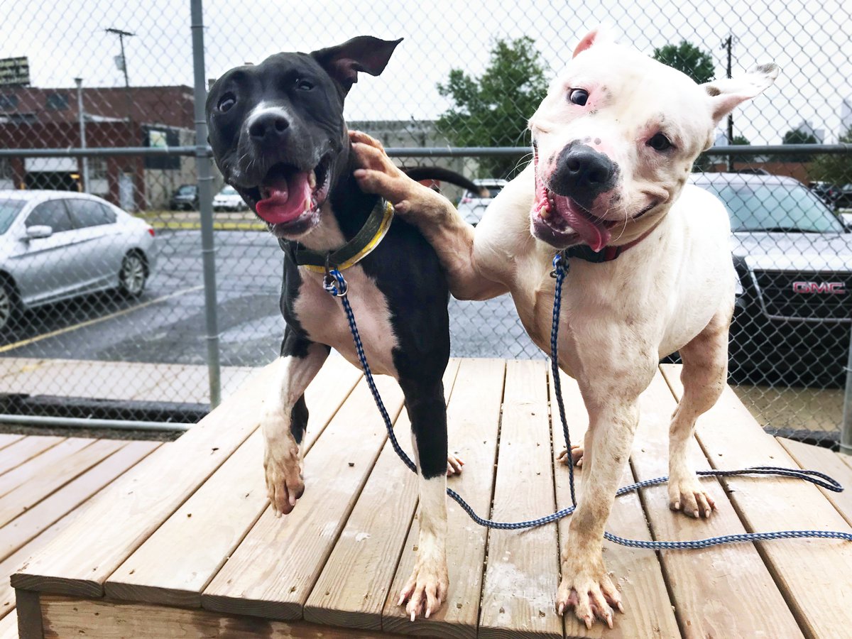 Friends of Lucas County Dogs tweet media