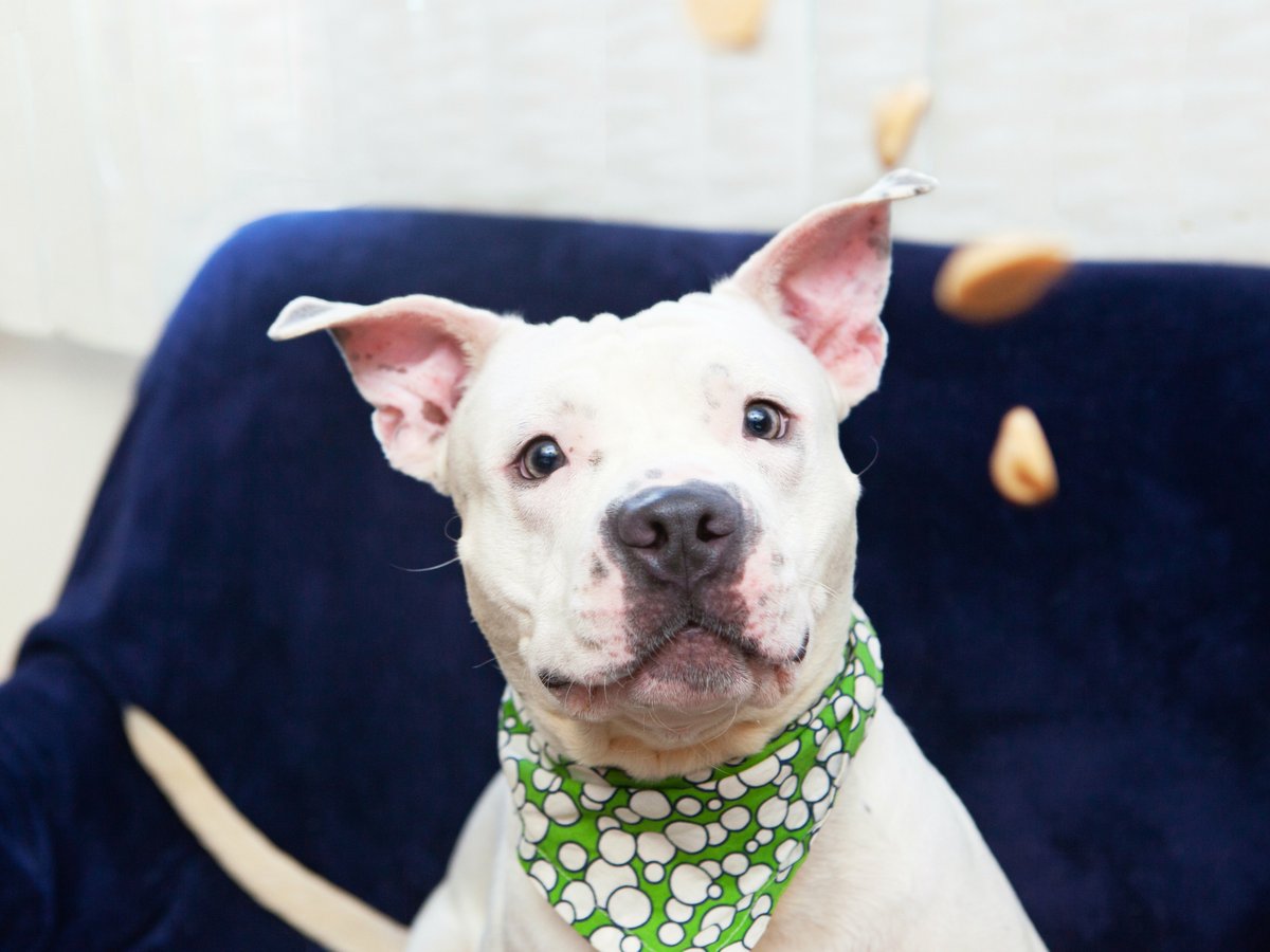 Friends of Lucas County Dogs tweet media