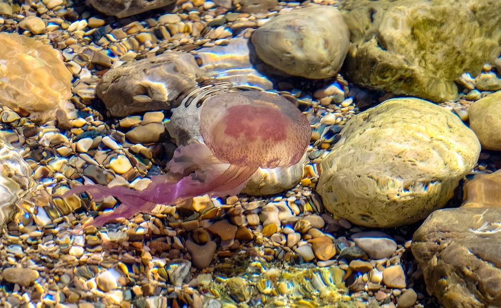 DeDays4's tweet photo. Today is jellyfish day! #DeDays2019
The mauve stinger is the most common around here. Avoid contact! Don’t touch them, even if dead. If you do get stung, don’t touch it, don’t pour water over it! Go to the lifeguards. It can glow in the dark AND it has the De:Days colours 😍 https://t.co/WEuatcr8Ml