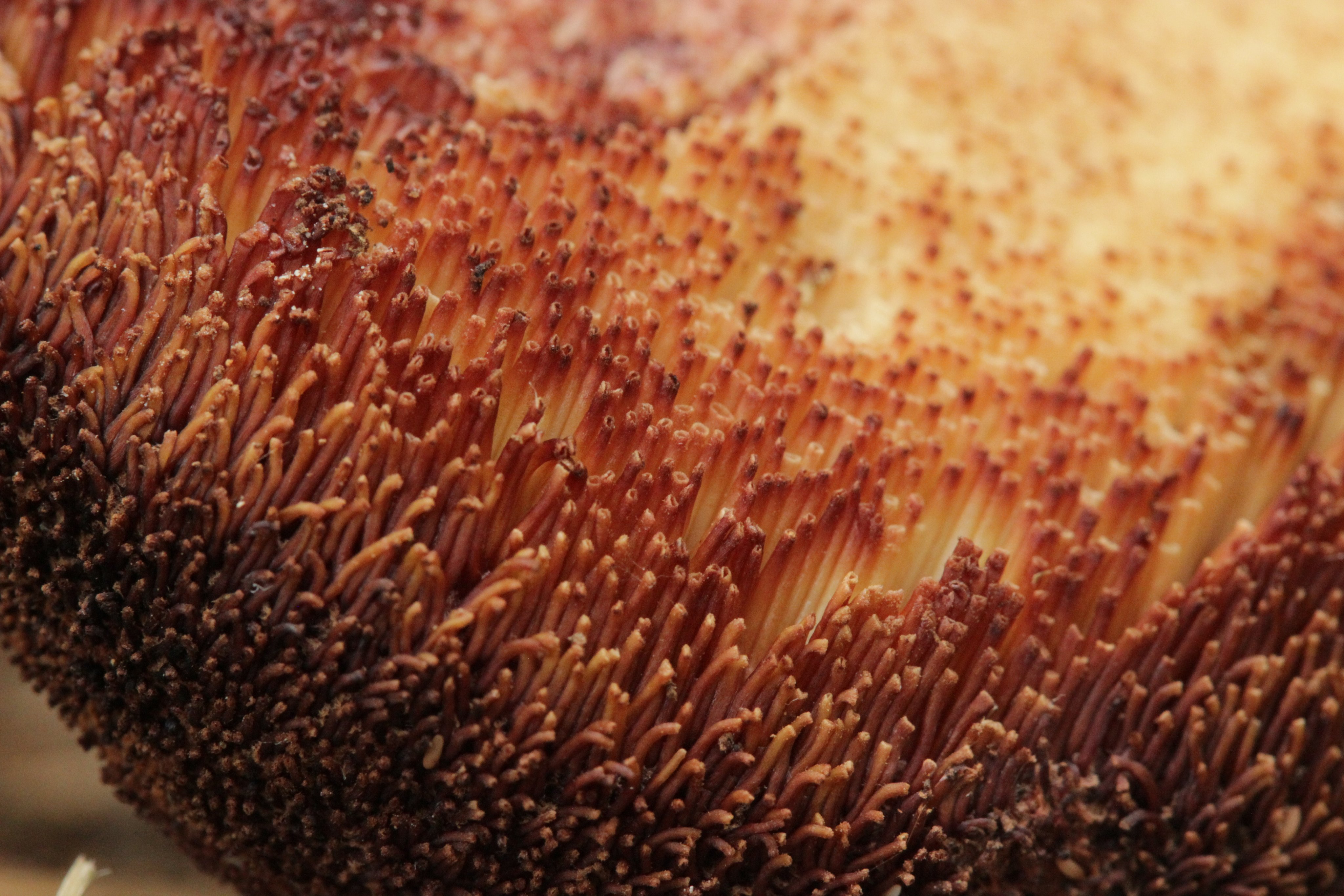 Fetge de vaca (Fistulina hepatica)