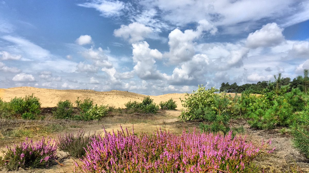 Alex_Verbeek's tweet photo. 🇳🇱

I walked all day, and for the first 20 kilometers, I didn’t see any village, and only an handfull of people.

Not impressive perhaps in your country, but this is the crowded Netherlands. 

The heather was blooming, butterflies were busy, a piece of Sahara was ahead of me 😊. https://t.co/3r8aYV5zJg