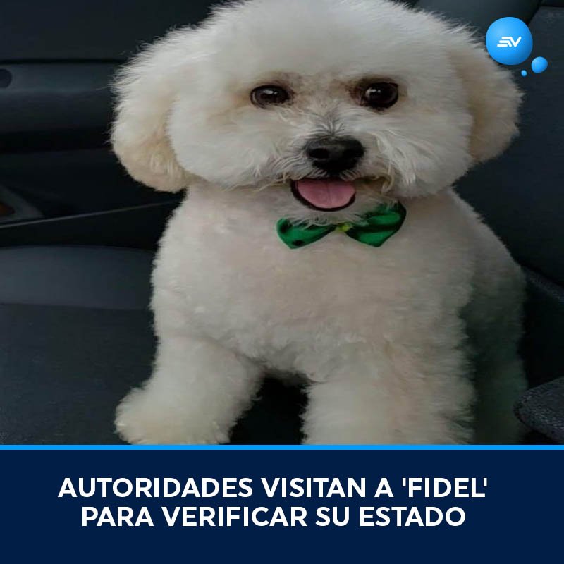 ecuavisa's tweet photo. 🔴¡FIDEL SE SALVÓ DE LA MUERTE! Ahora tendrá que realizar terapia conjunta con sus dueños  ► https://t.co/kXr2HcfAV6 https://t.co/Yi0o8jELLw