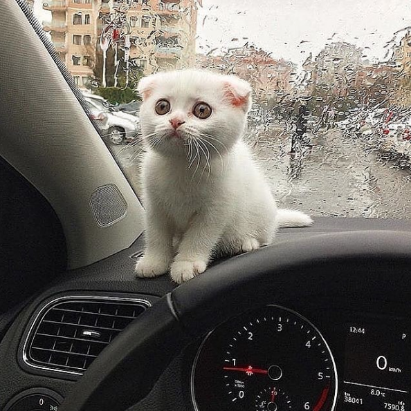 Perfect distraction 💖 l Source: @kitty_misil

🔔 Don't miss out on any post - turn notifications ON

#instacats #cat #cats #kitty #pet #meow #pets #kittymeow