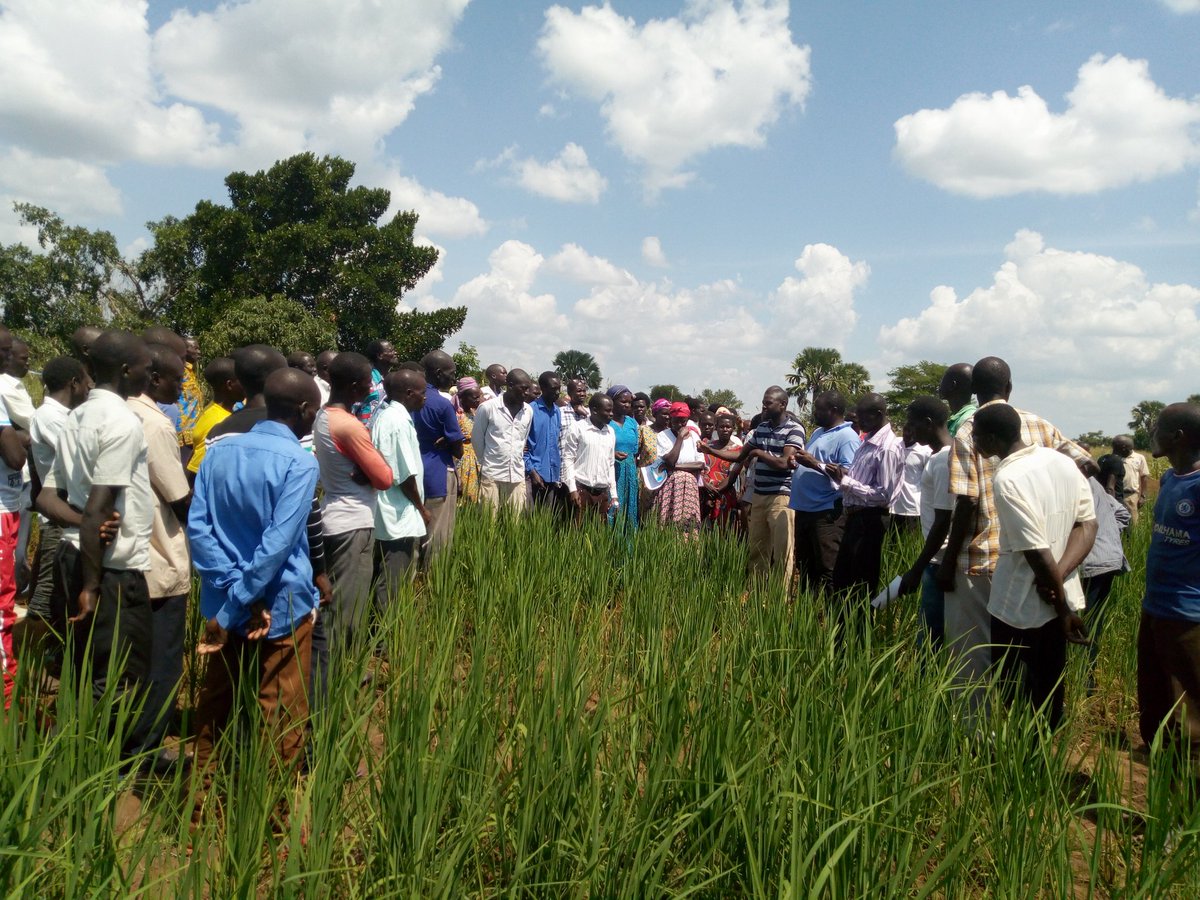 mlapio's tweet photo. #FarmersFieldday  @ Apac &amp; Apc  District Learning &amp; sharing from field experiences 4 potential knowledge exchange thru farmer 2 farmer technology transfer @ruforumsec @WOTRO @narouganda @MakerereU https://t.co/gNIR2tMnJu