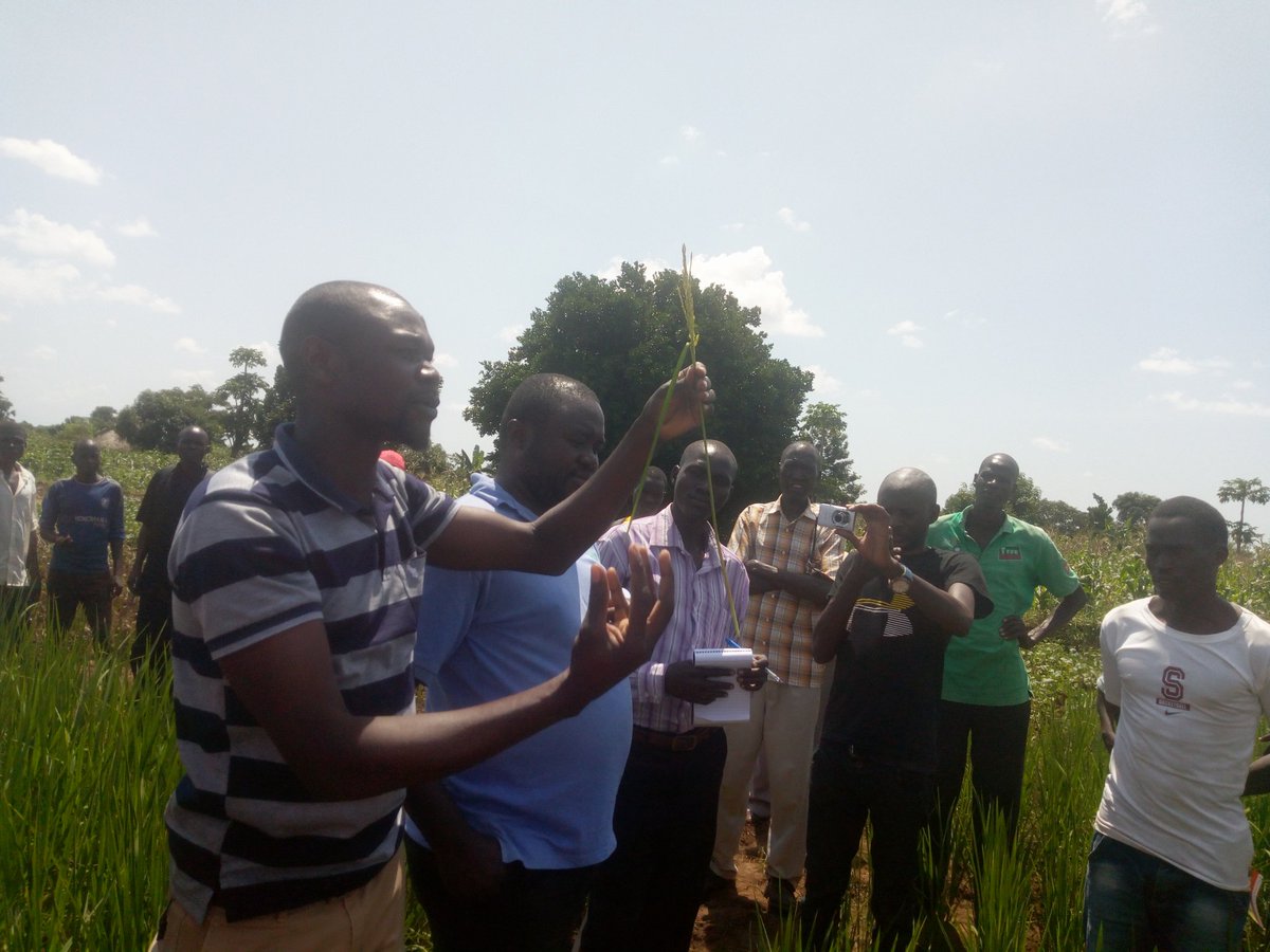 mlapio's tweet photo. #FarmersFieldday  @ Apac &amp; Apc  District Learning &amp; sharing from field experiences 4 potential knowledge exchange thru farmer 2 farmer technology transfer @ruforumsec @WOTRO @narouganda @MakerereU https://t.co/gNIR2tMnJu