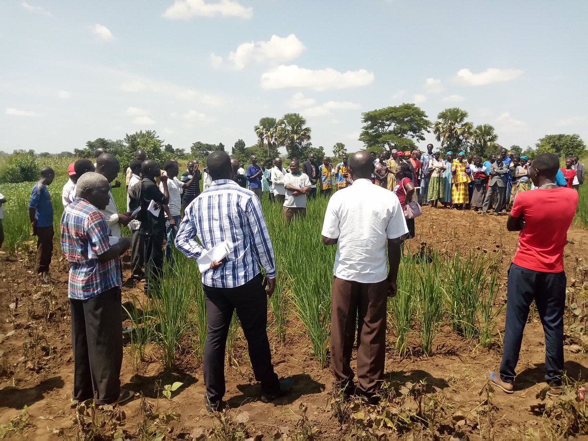 mlapio's tweet photo. #FarmersFieldday  @ Apac &amp; Apc  District Learning &amp; sharing from field experiences 4 potential knowledge exchange thru farmer 2 farmer technology transfer @ruforumsec @WOTRO @narouganda @MakerereU https://t.co/gNIR2tMnJu