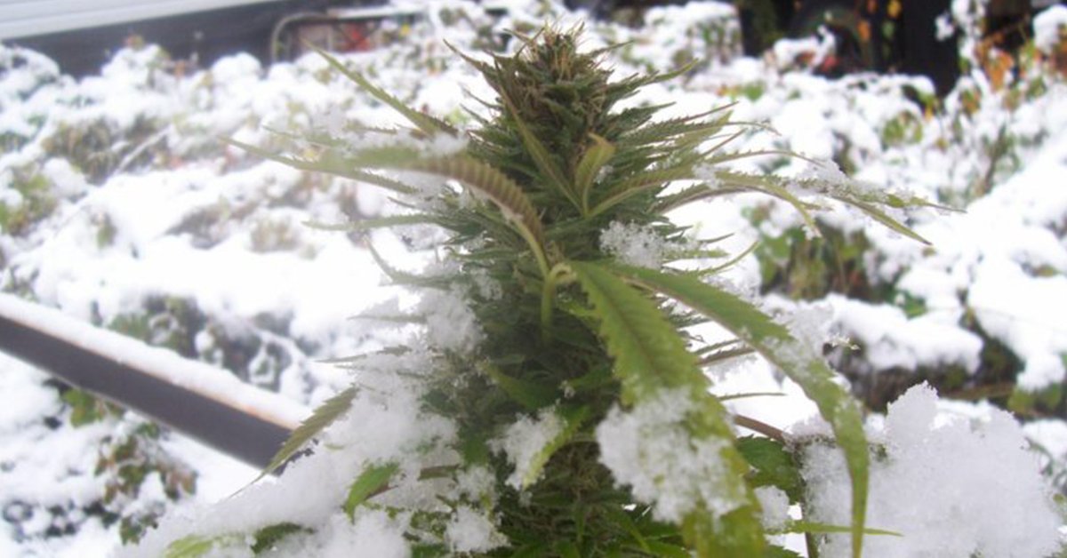 RefreshFans's tweet photo. Did you know temperatures of <12ΒΊC could cause your cannabis farm to rot? π₯¬ Help them, with #RefreshFans #IndustrialFans https://t.co/I8Sq2GeLY0