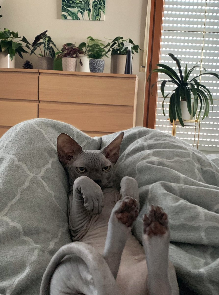 padscherie's tweet photo. @Henkenbergen @mayaaaalexandra wie wärs mit seinen nudes 😏 😽 https://t.co/8amZLmbEAm