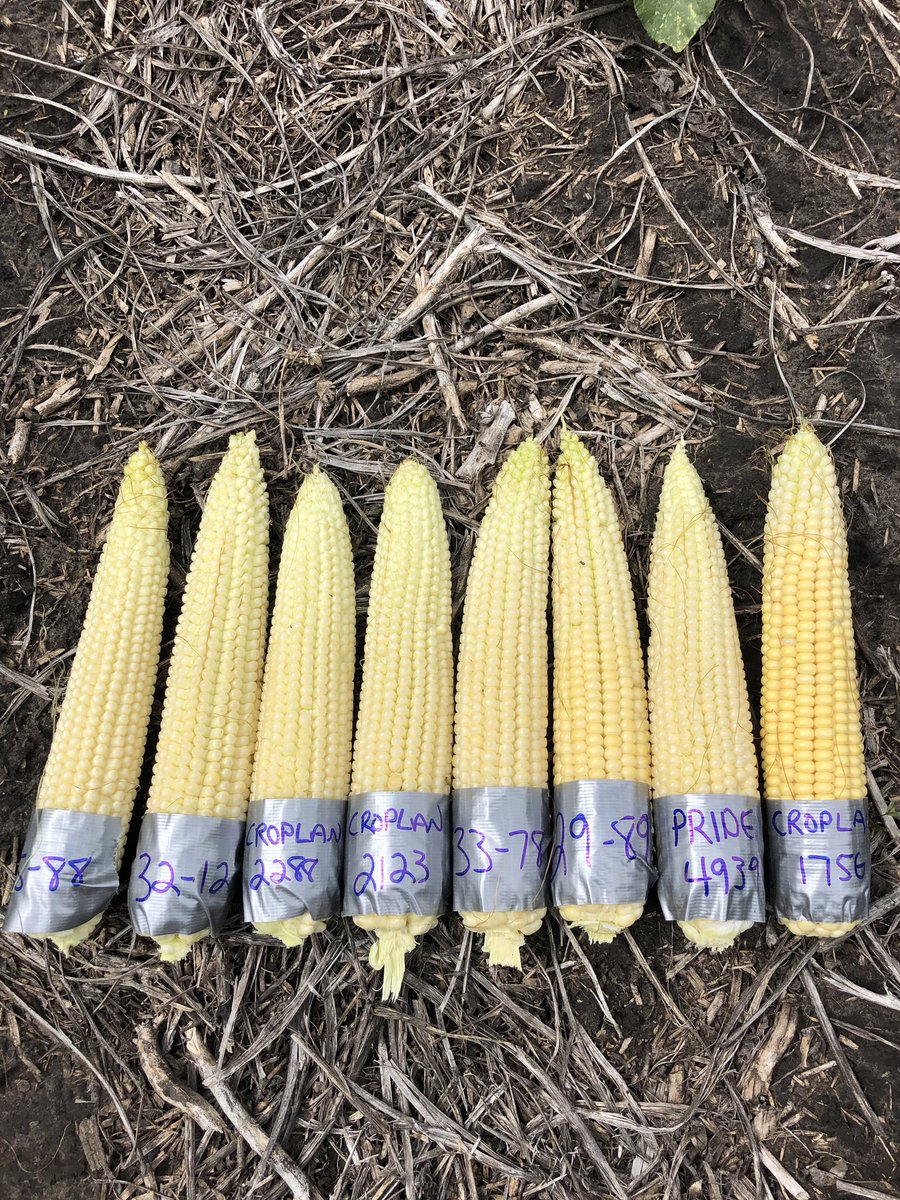kylemik21's tweet photo. After a much needed rain earlier in the week decided to go out and check up on our corn trials. So far, all varieties looking great!! Stay tuned! 🤙🏼@WinFieldCanada @PRIDESEEDS @DEKALB_Canada @SJAgronomy https://t.co/sXat9owUIC
