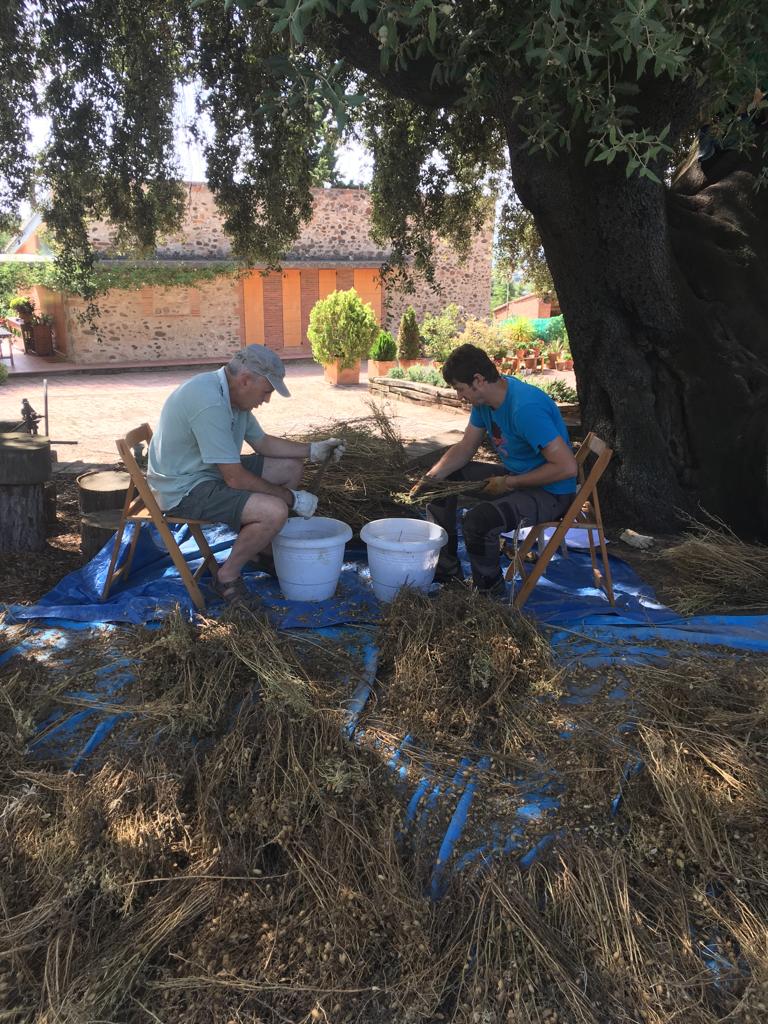 Els horts de Puigvert tweet media