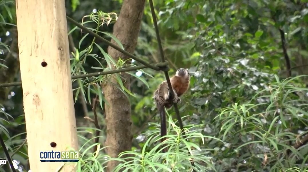 recosfa's tweet photo. #Contraseña Pasos de fauna y ecología de carreteras, en el @Telemedellin
Un programa que muestra el trabajo del @ITM_Medellin y #RECOSFA para proteger la biodiversidad
Programa realizado por @ITM_television https://t.co/dALyi7htpc #RoadEcology https://t.co/UkqcbHx4tM