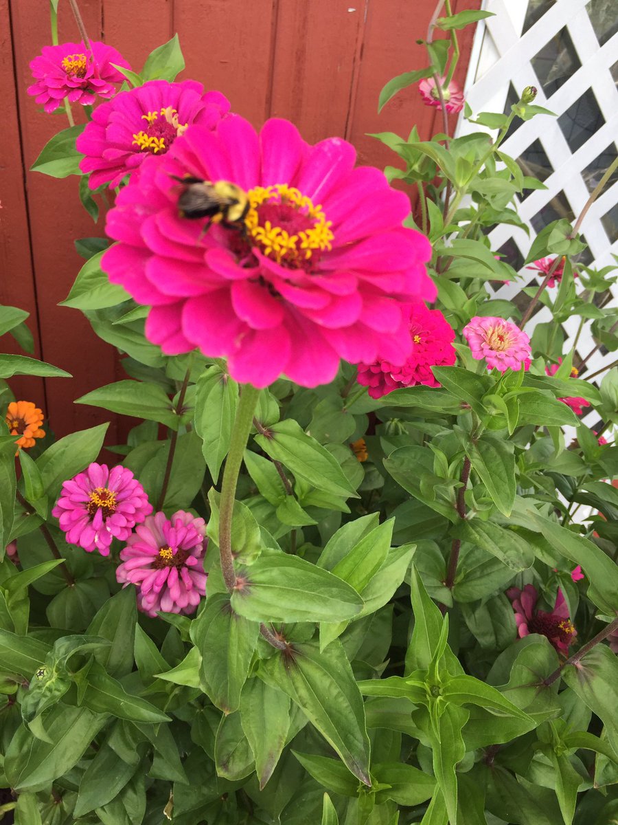RbarrettBarrett's tweet photo. #SaveTheBees #thistlebee https://t.co/mexhf5qejK