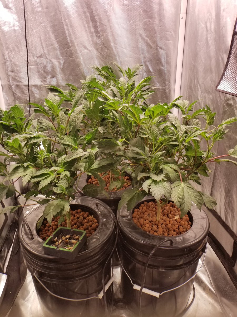 FixMyPot's tweet image. Working on my bubblers! Hydro is a fun way to grow. #CannabisCommunity #LegalizeIt