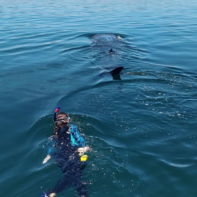 BajaVSI's tweet image. Is that a whale shark behind your whale shark? #backtoworkwednesday #borntobaja #whaleshark #datascience #mermaiding