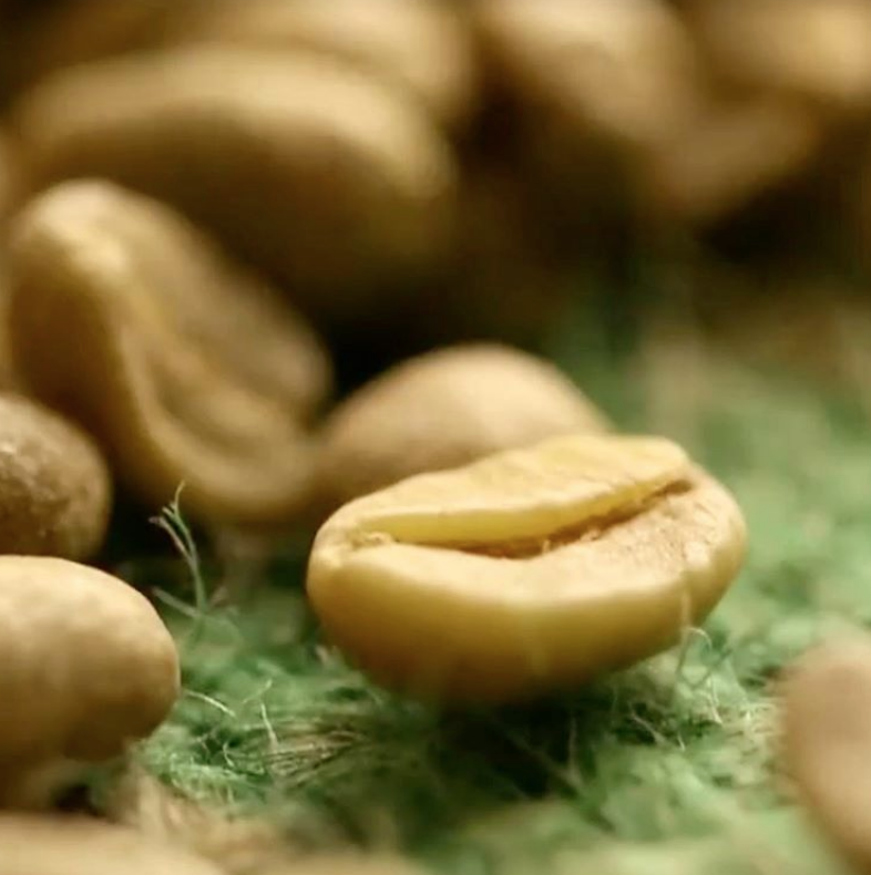 MagnumExotics's tweet photo. All it takes is a bean + a dream 🌱 via https://t.co/PG6V0Eh3GA #TasteOfTheExotic #customroast #roaster #coffee #specialty #gourmet #MagnumCoffee #arabica #beans #importer @suziday123 @CaraMiaSG @FreshRoasters @southbaysome @elatlboy @pjervis @LoveCoffeeHour @LoveEspressoUK https://t.co/6IUapeYBPO