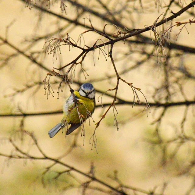 Nos rodea la vida 🌺🌳🐦  pero ese #pilotoautomático en el que nos vivimos hace que nos pase desapercibida... Qué pena! Solo estando #presente en el momento, conectando con tus sentidos, podrás #disfrutar de ella. #mindfulness #menteencalma #aquiyahora #ábretealacalma