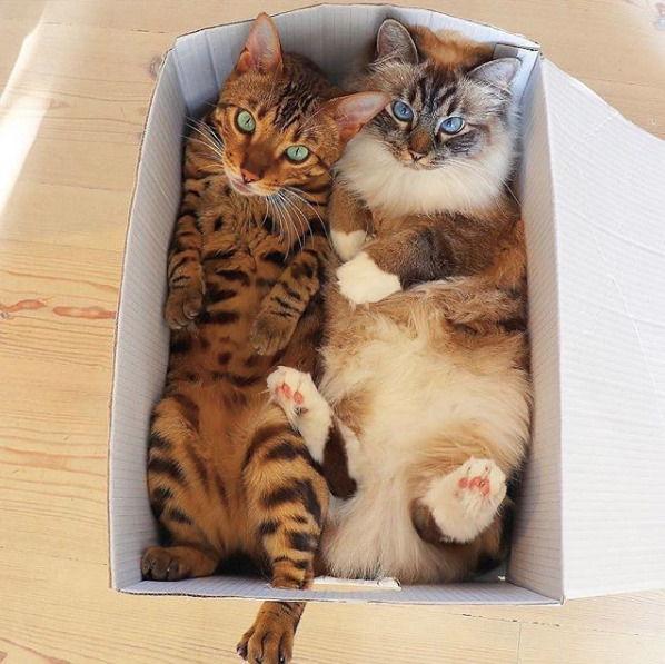 Whho ordered two cats in a box? 😹😻 

🔔 Don't miss out on any post - turn notifications ON

#caturday #catlove #puppylove #houseofcats #kittycat
