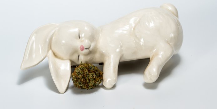 FitDayCom's tweet photo. Is cannabis taking over the sleep medication market? Here's what you need to know https://t.co/ly5ORuPAlb https://t.co/1yfvPXsFU6