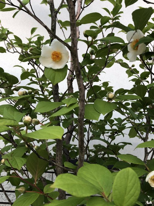 沙羅双樹の花の色 の沙羅 シャラ の木とは 花の色や意味を解説 Botanica