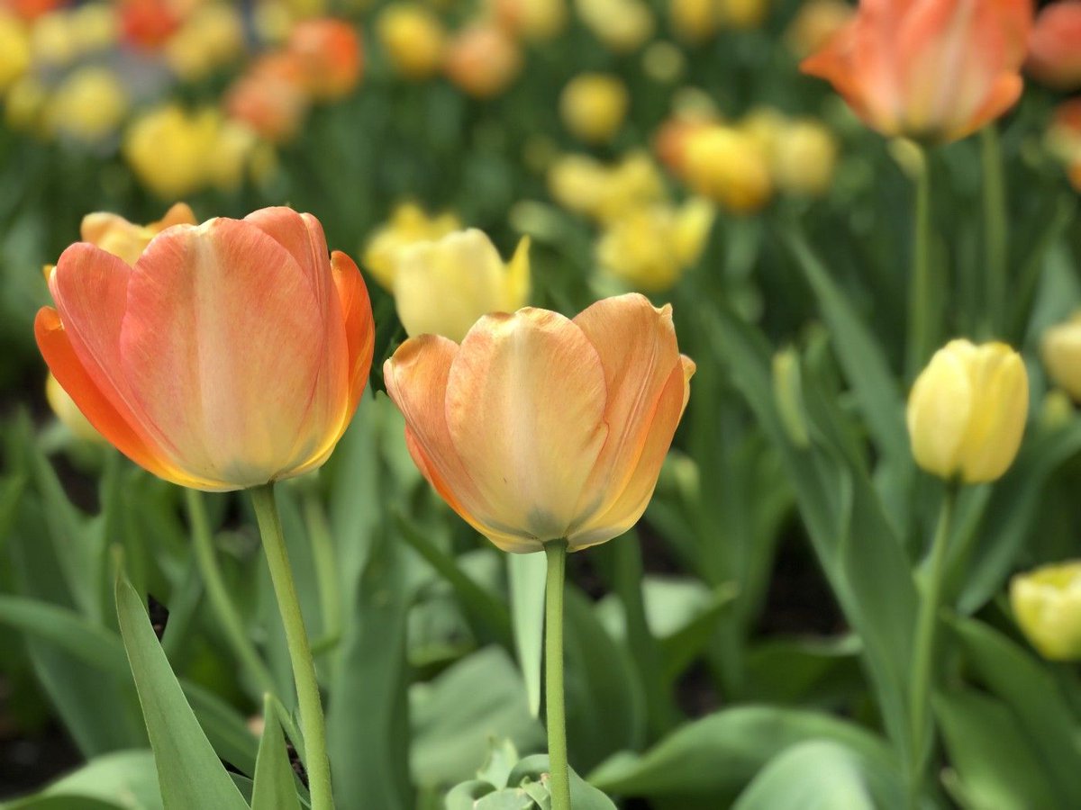 LKGGlass's tweet image. Dive into the world of #depthmaps in our latest blog post (written by @dreamcastar &amp;amp; featuring StereoPhoto Maker Web tools made by Masuji Suto) to get the most out of your #HolographicImages using your #LookingGlass blog.lookingglassfactory.com/extracting-dep…