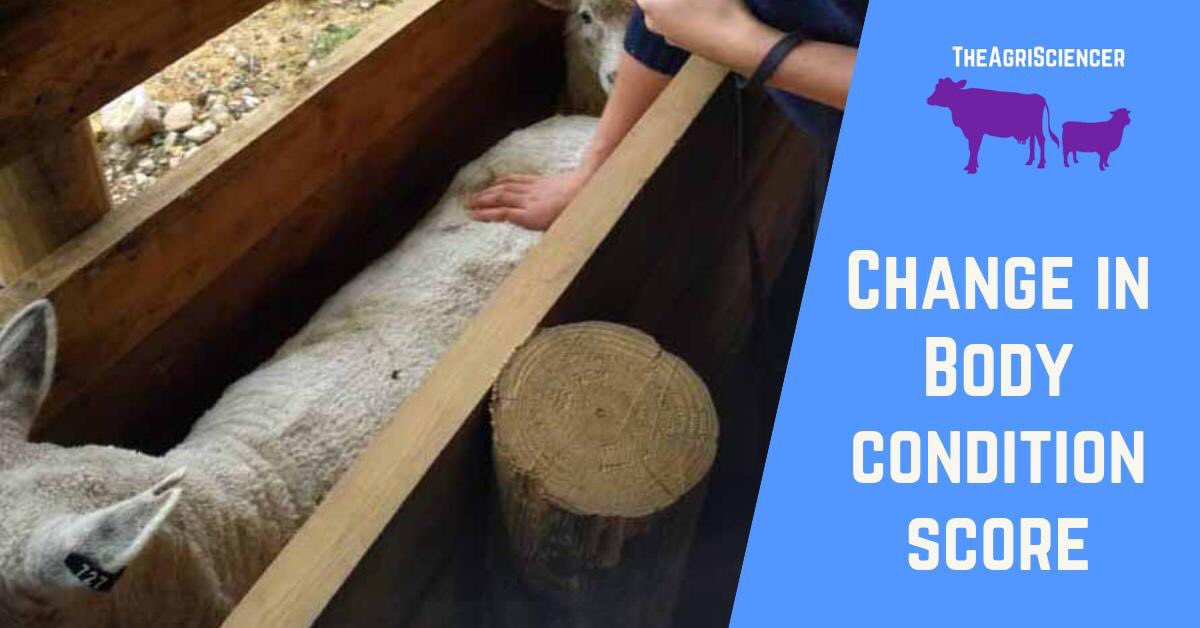I have summarised my research on body condition score and the change in body condition score.

Check it out here >>> agrisciencer.com/post/body-cond…